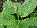 2004-0527Hosta
